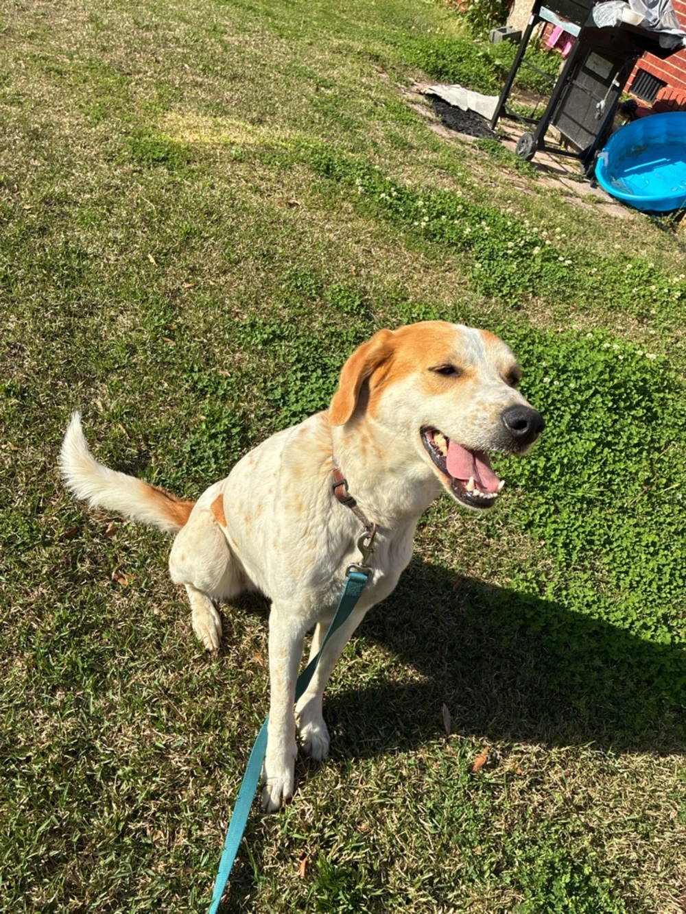 Comfort Fit Teal Dog Leash - Durable Walking Lead